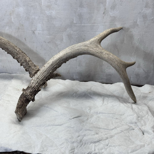 Pair Of Deer Antlers