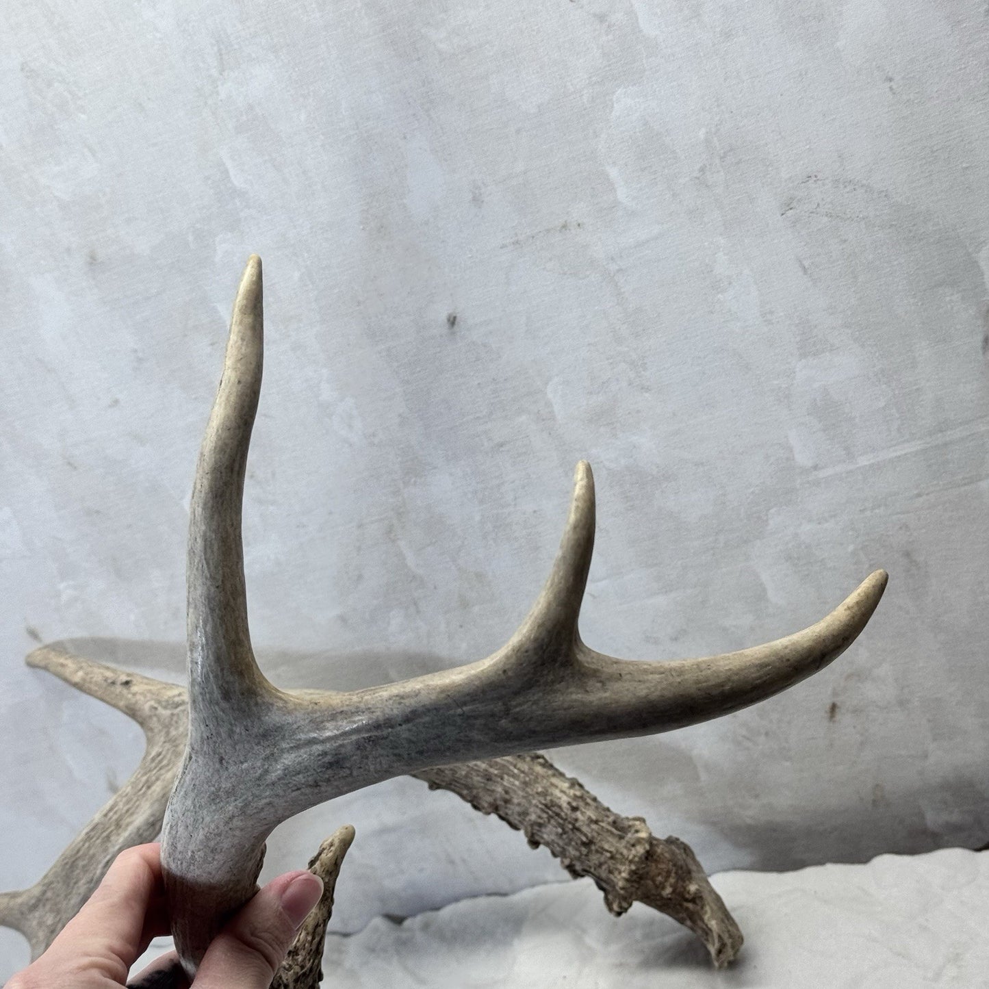 Pair Of Deer Antlers