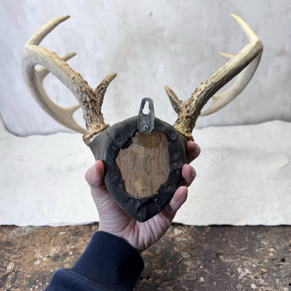 Whitetail Deer Antler Mount Taxidermy Vintage