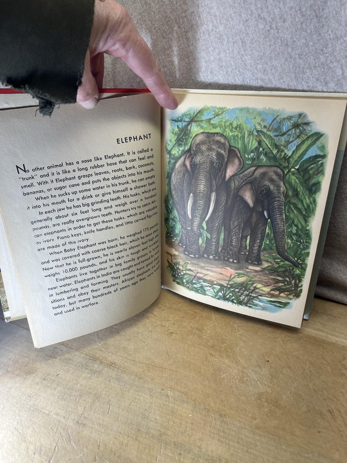 Wild Animals Child Hardcover Rand McNally Book Vintage