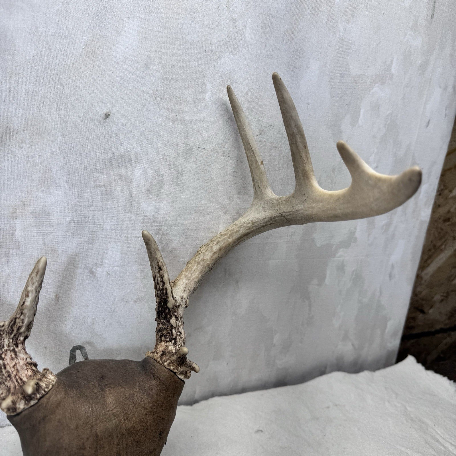 Whitetail Deer Antler Mount Taxidermy Vintage