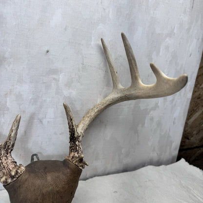 Whitetail Deer Antler Mount Taxidermy Vintage