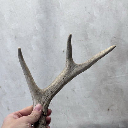 Pair Of Deer Antlers