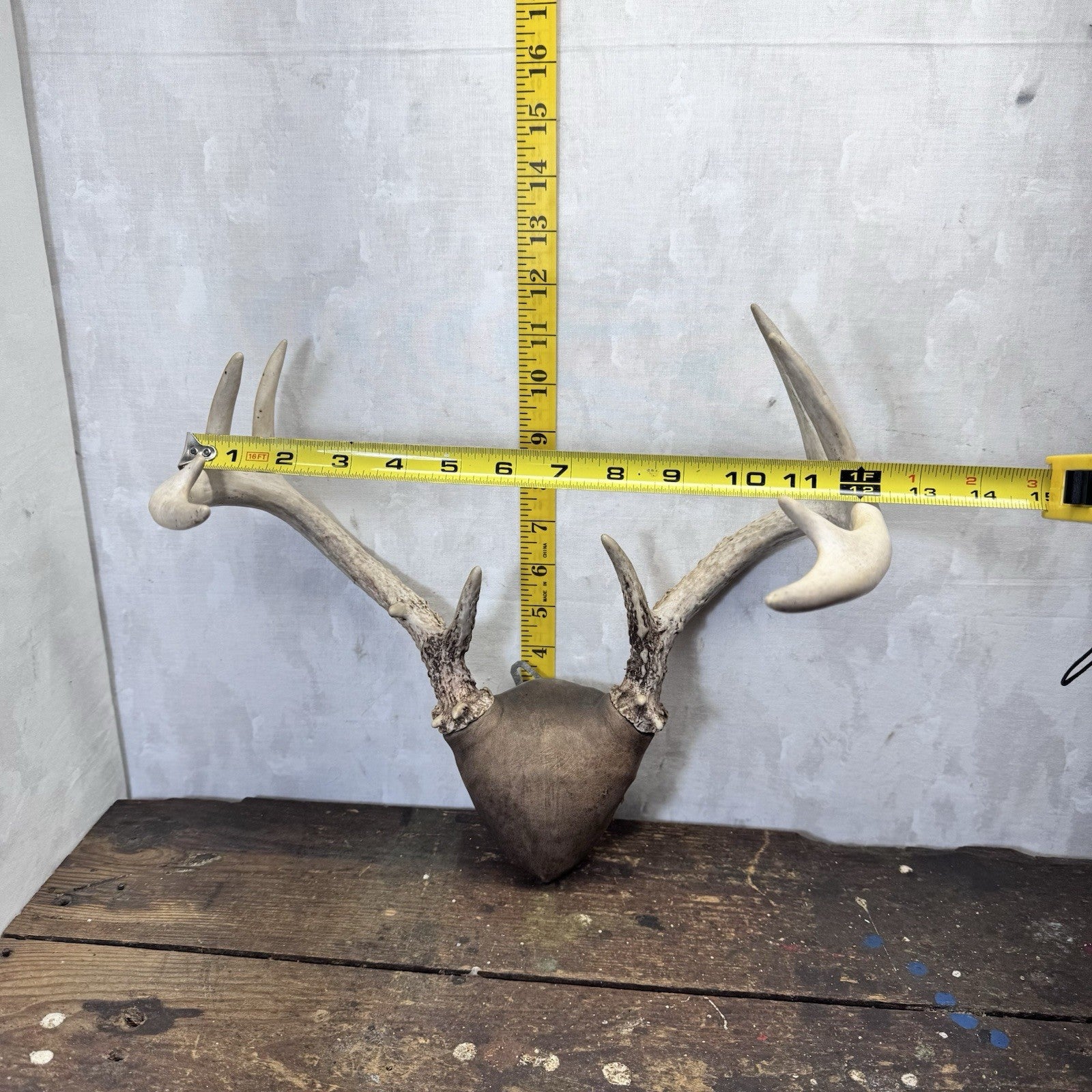 Whitetail Deer Antler Mount Taxidermy Vintage