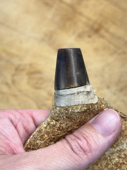 Shot Pouch Carved Horn Vtg Empty #S1496