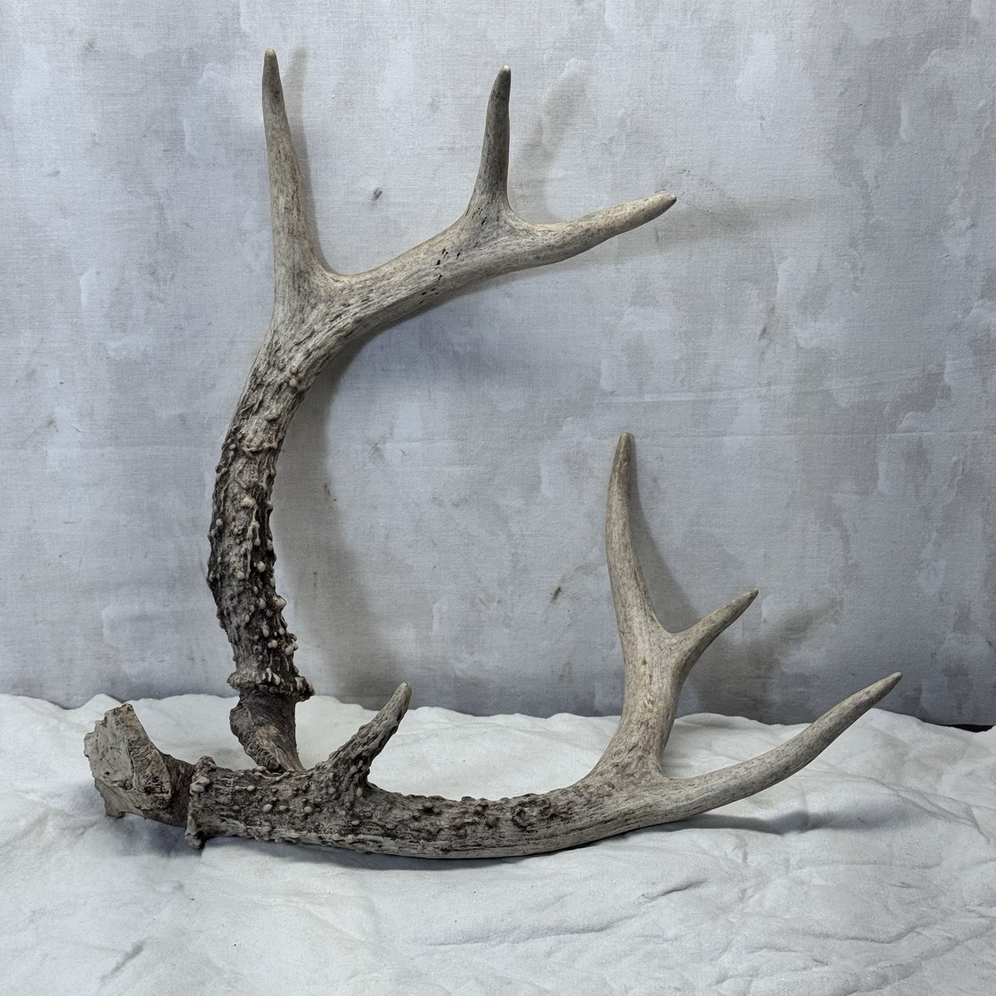 Pair Of Deer Antlers