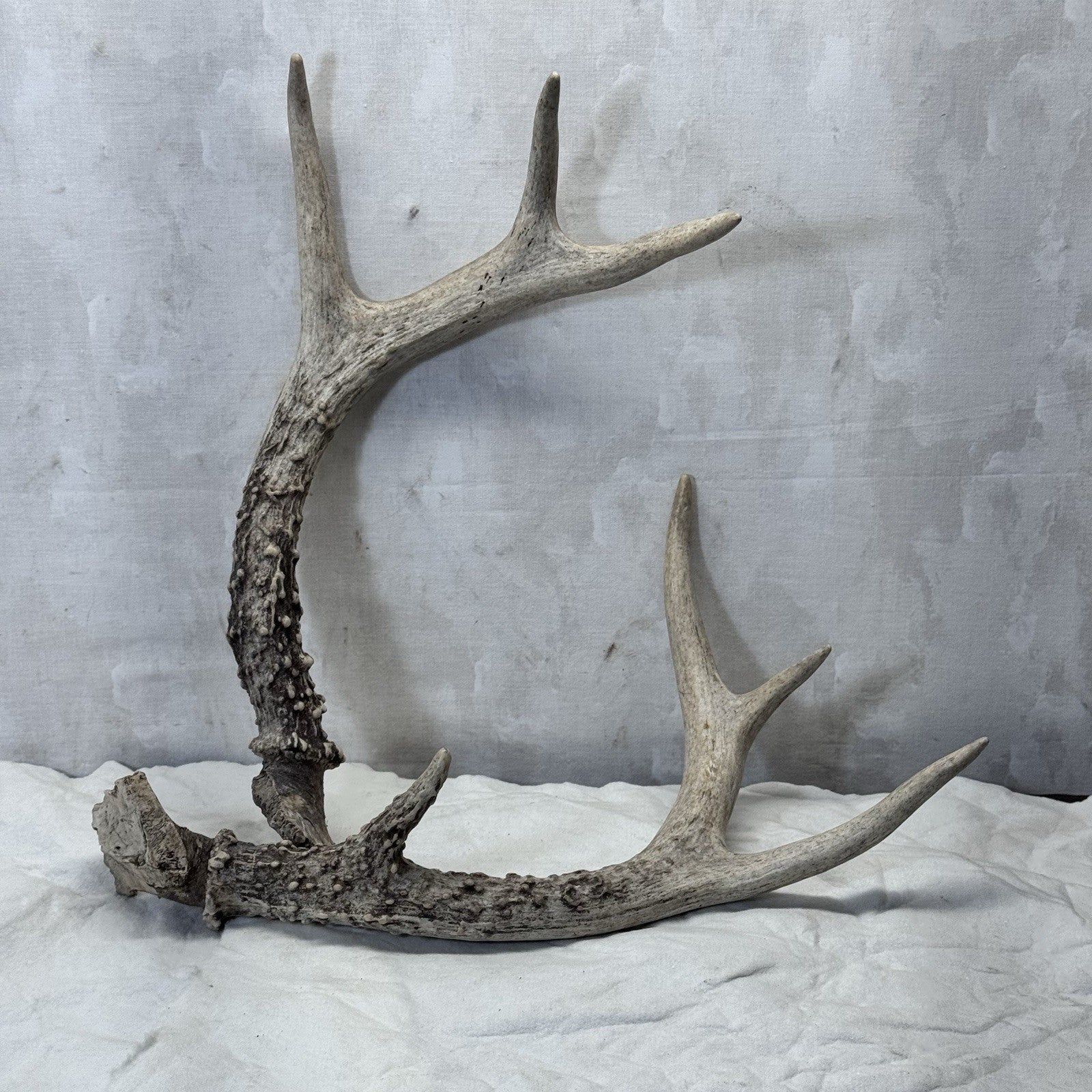 Pair Of Deer Antlers