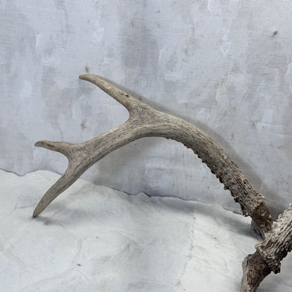 Pair Of Deer Antlers