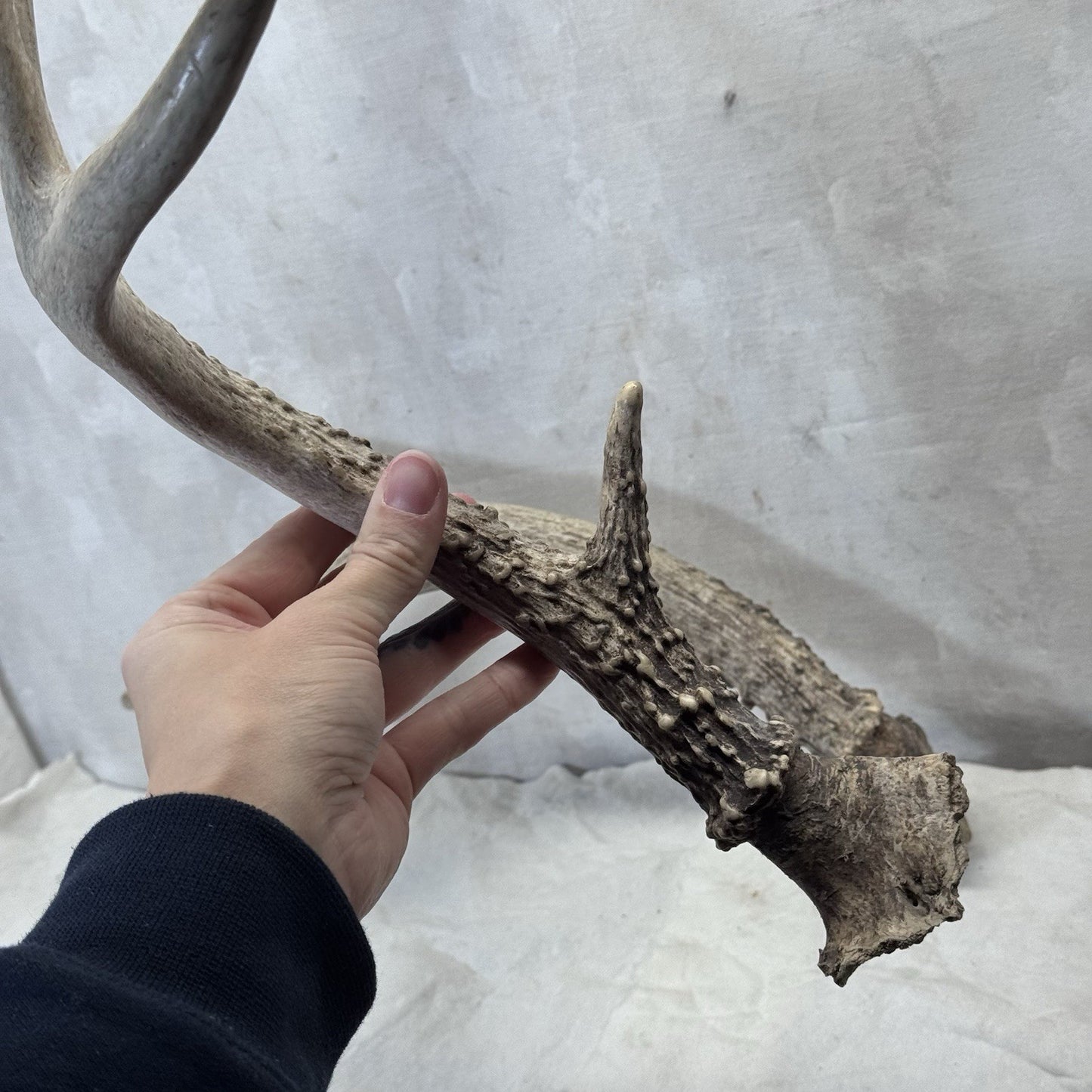 Pair Of Deer Antlers