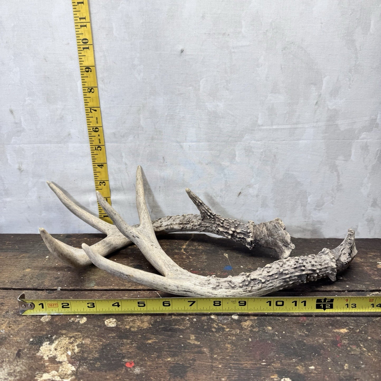 Pair Of Deer Antlers