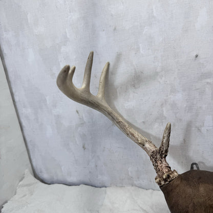 Whitetail Deer Antler Mount Taxidermy Vintage