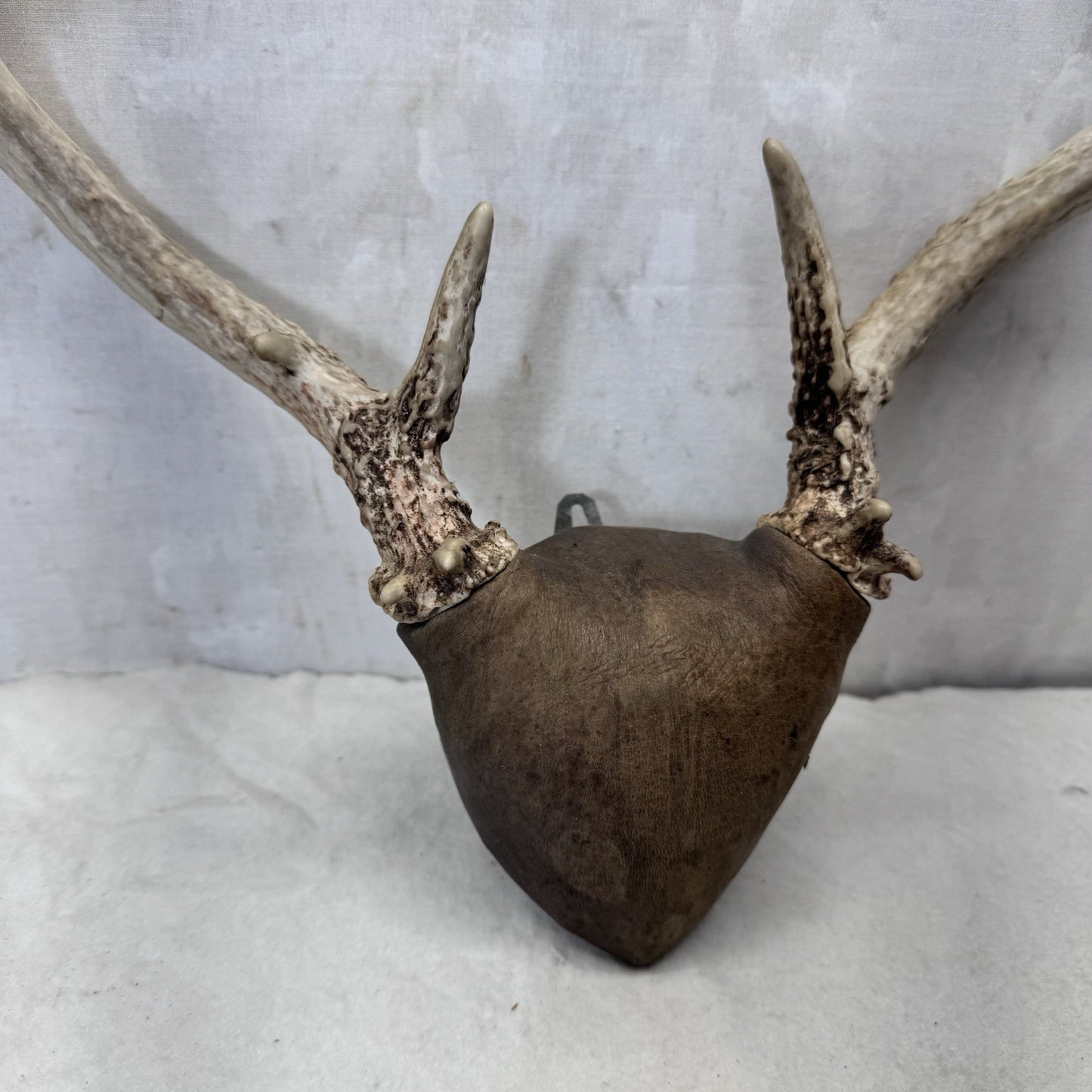 Whitetail Deer Antler Mount Taxidermy Vintage