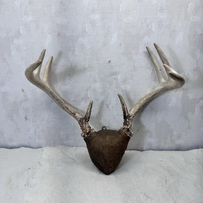 Whitetail Deer Antler Mount Taxidermy Vintage