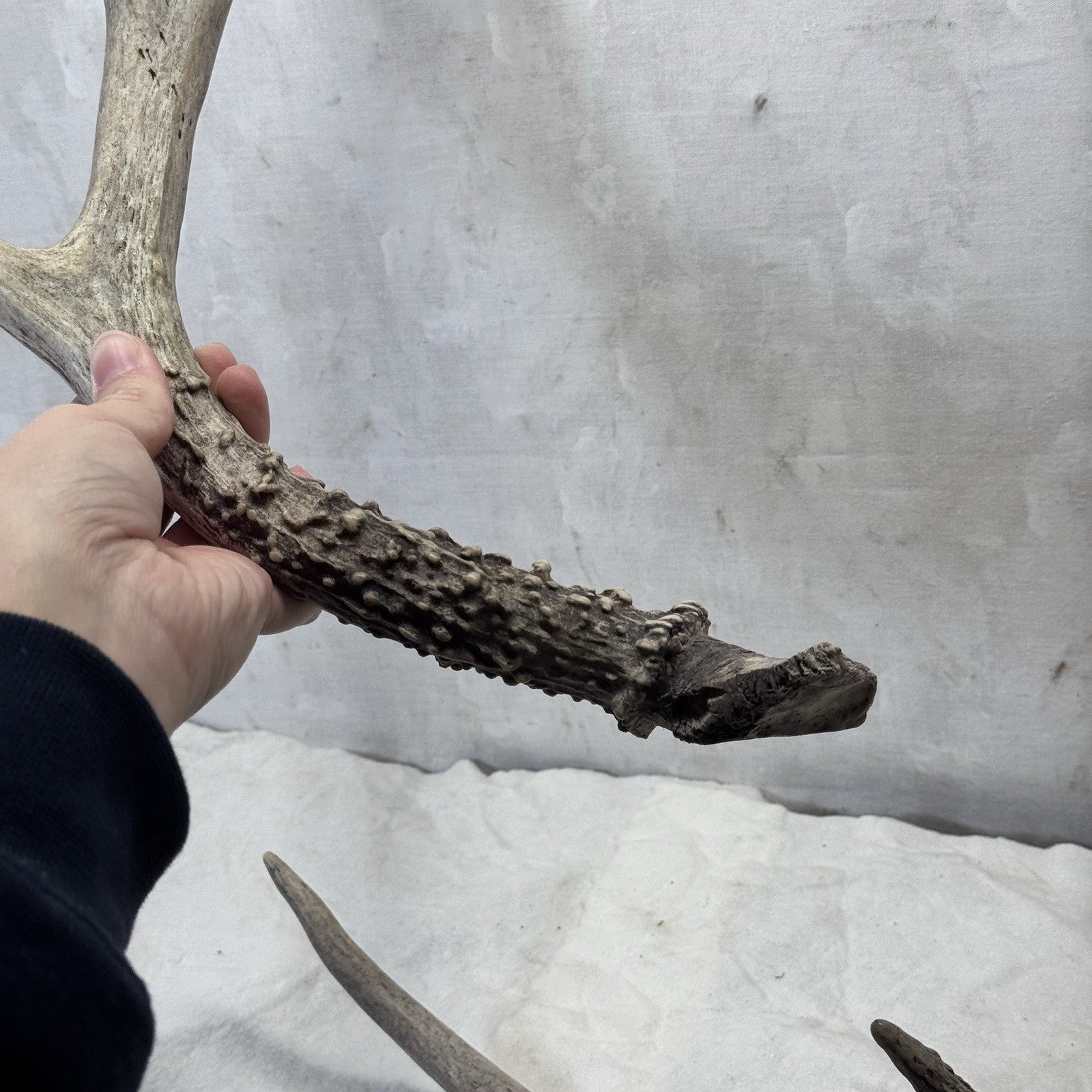 Pair Of Deer Antlers