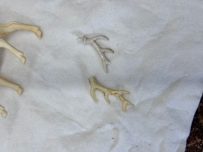 Celluloid Reindeer Bundle of 12 Flawed #2006